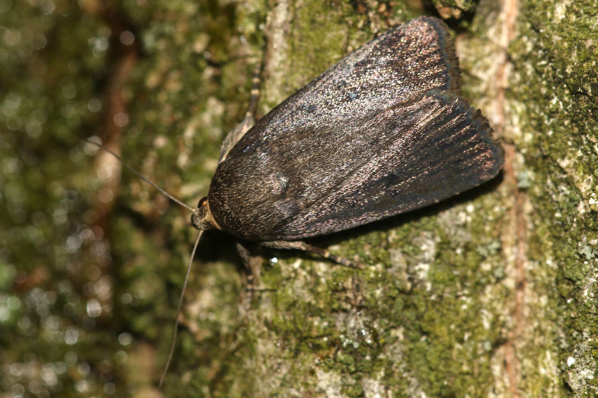 Image of mouse moth