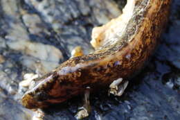 Image of Rock blenny