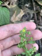 Image of brook cinquefoil