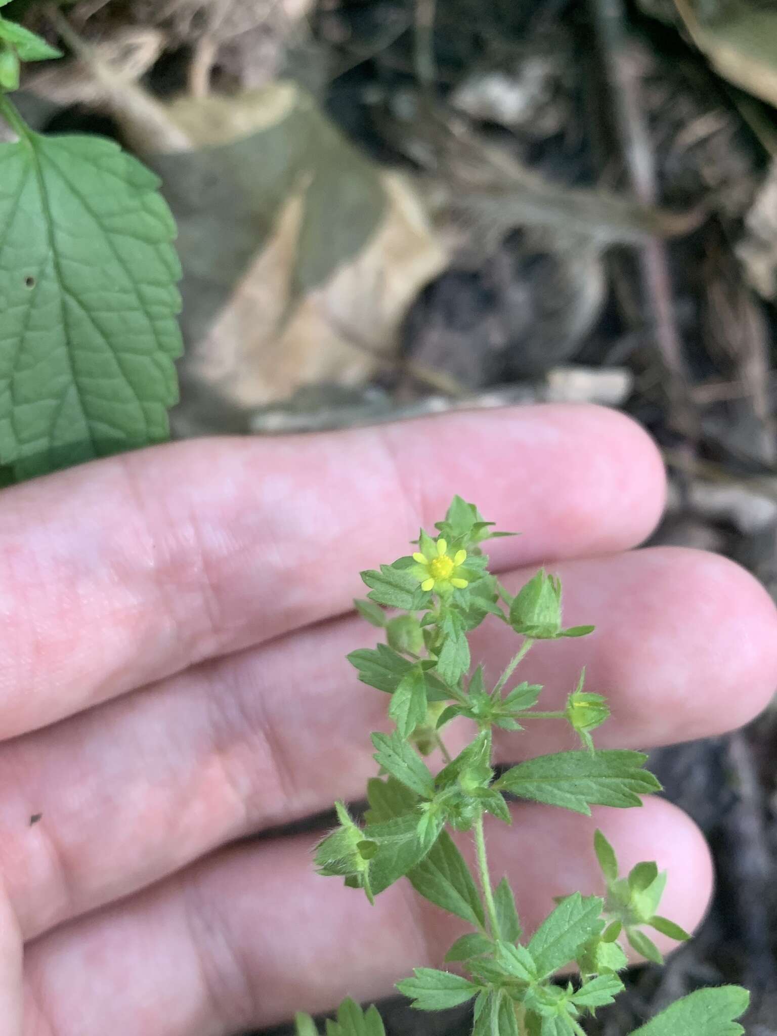 Image of brook cinquefoil