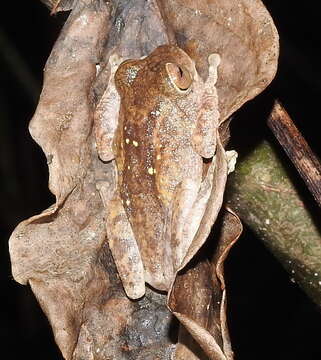 Image of Raorchestes hassanensis (Dutta 1985)