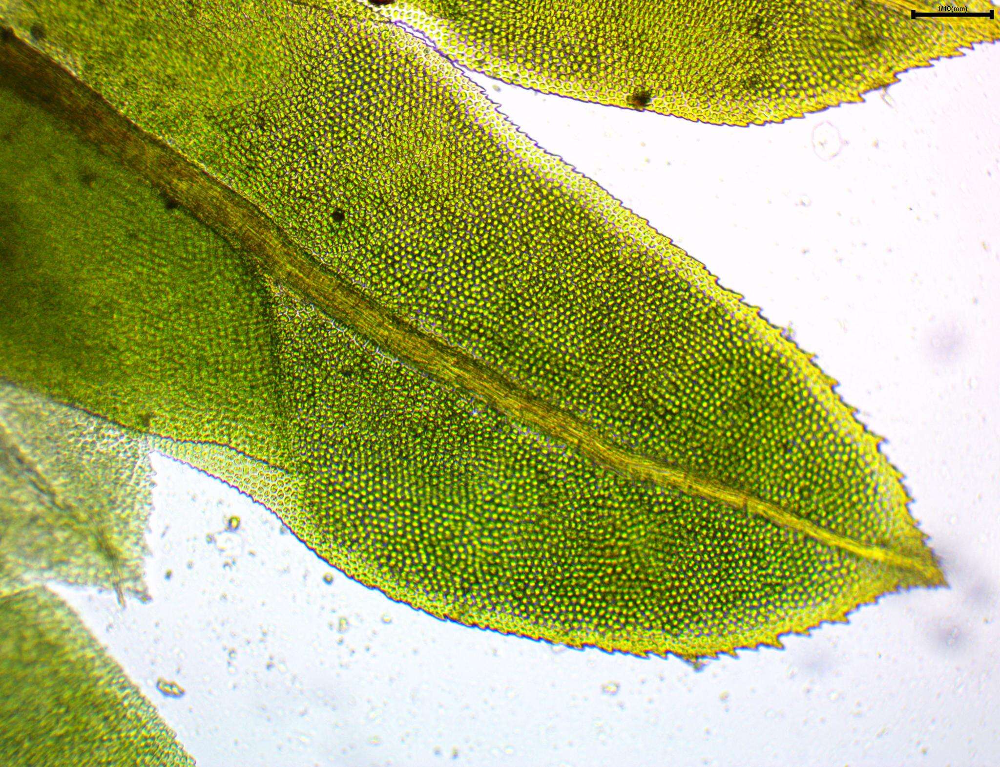 Image of fissidens moss