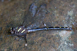 Image of Pacific Spiketail