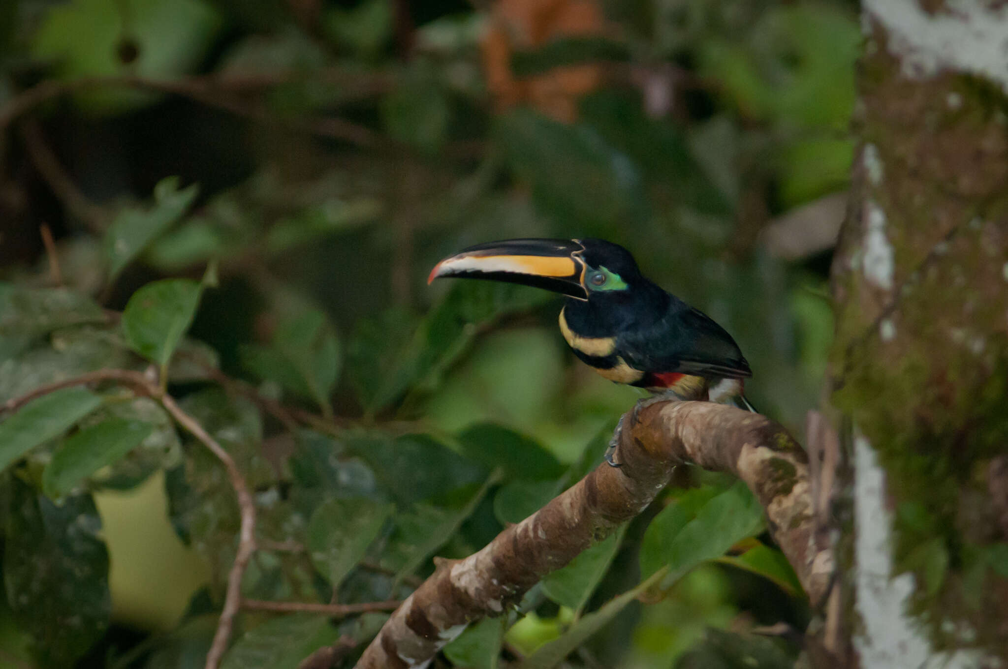 Image of Many-banded Aracari