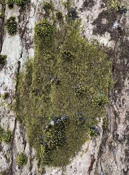 Image of pterigynandrum moss