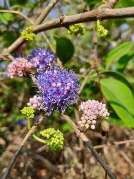 Слика од Memecylon umbellatum Burm. fil.