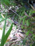 Image of Hickelia madagascariensis A. Camus