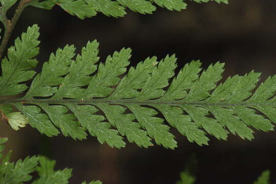 Imagem de Parapolystichum microsorum subsp. pentagulare (Colenso) Labiak, Sundue & R. C. Moran