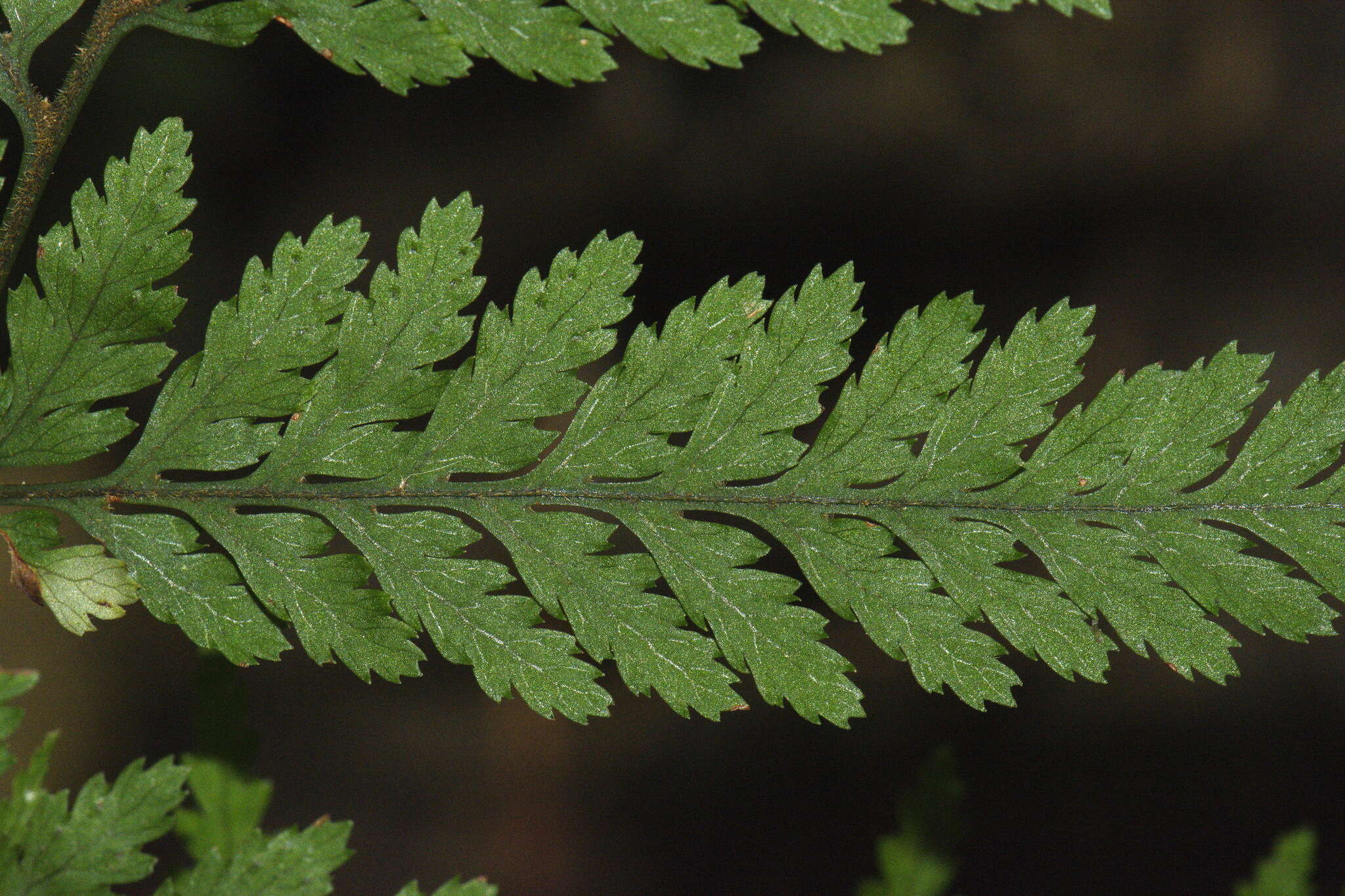 Image de Parapolystichum microsorum subsp. pentagulare (Colenso) Labiak, Sundue & R. C. Moran