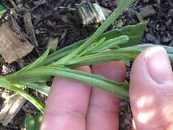 Image of Senecio skirrhodon DC.