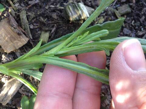 Image of Senecio skirrhodon DC.