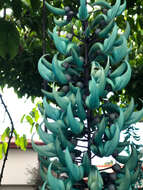 Image of Jade Vine