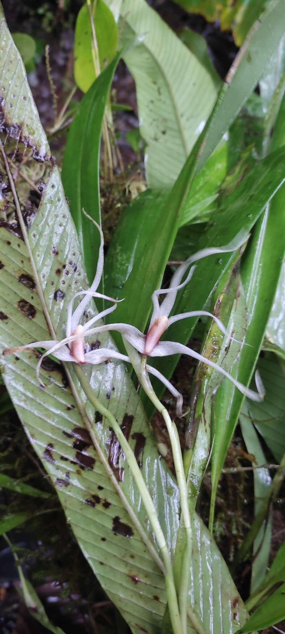 Image of Maxillaria caucana Schltr.