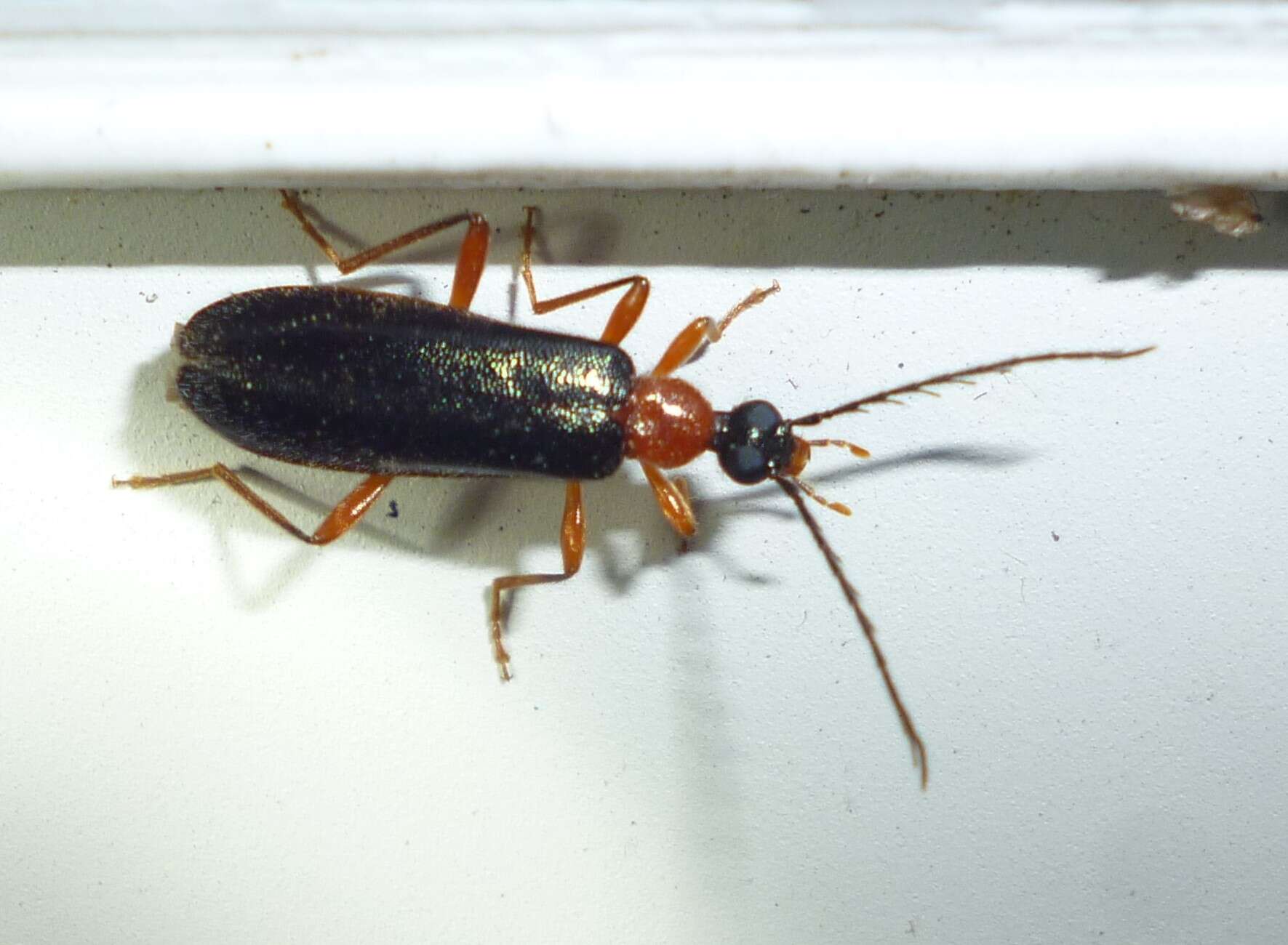 Image of Dendroides canadensis Leconte