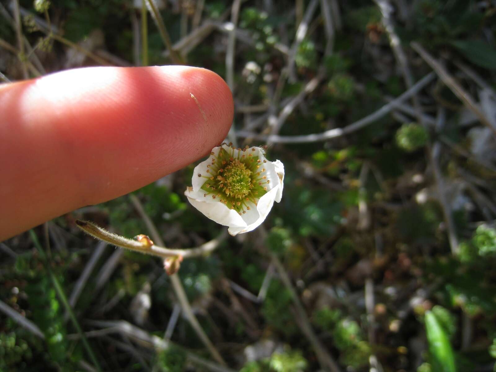 Image of Geum cockaynei (F. Bolle) B. P. J. Molloy & C. J. Webb