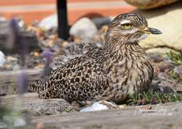 Image of Cape Thick-knee