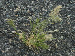 Image of stinkgrass