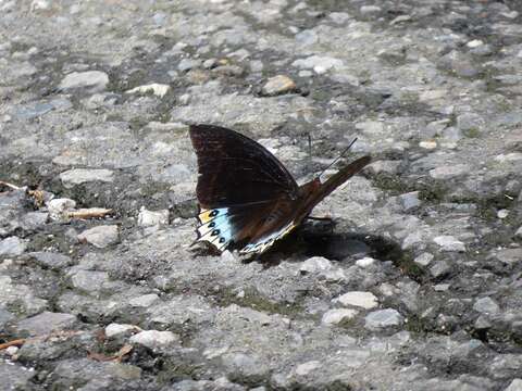 Imagem de Charaxes eurialus Cramer 1776