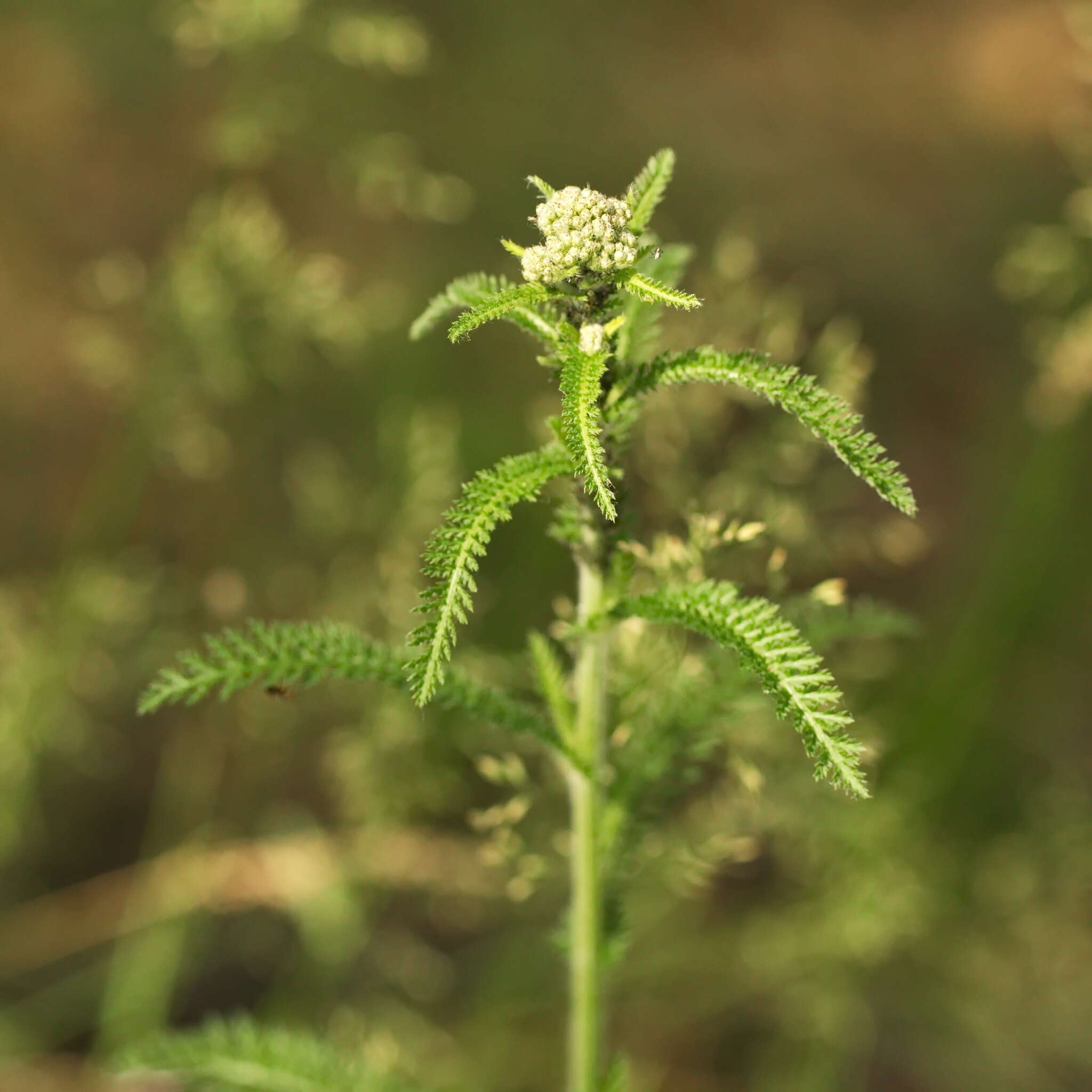 Sivun Macrosiphoniella (Macrosiphoniella) millefolii (De Geer 1773) kuva