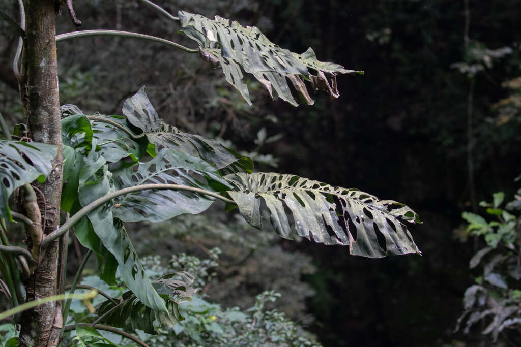 Image of Monstera siltepecana Matuda