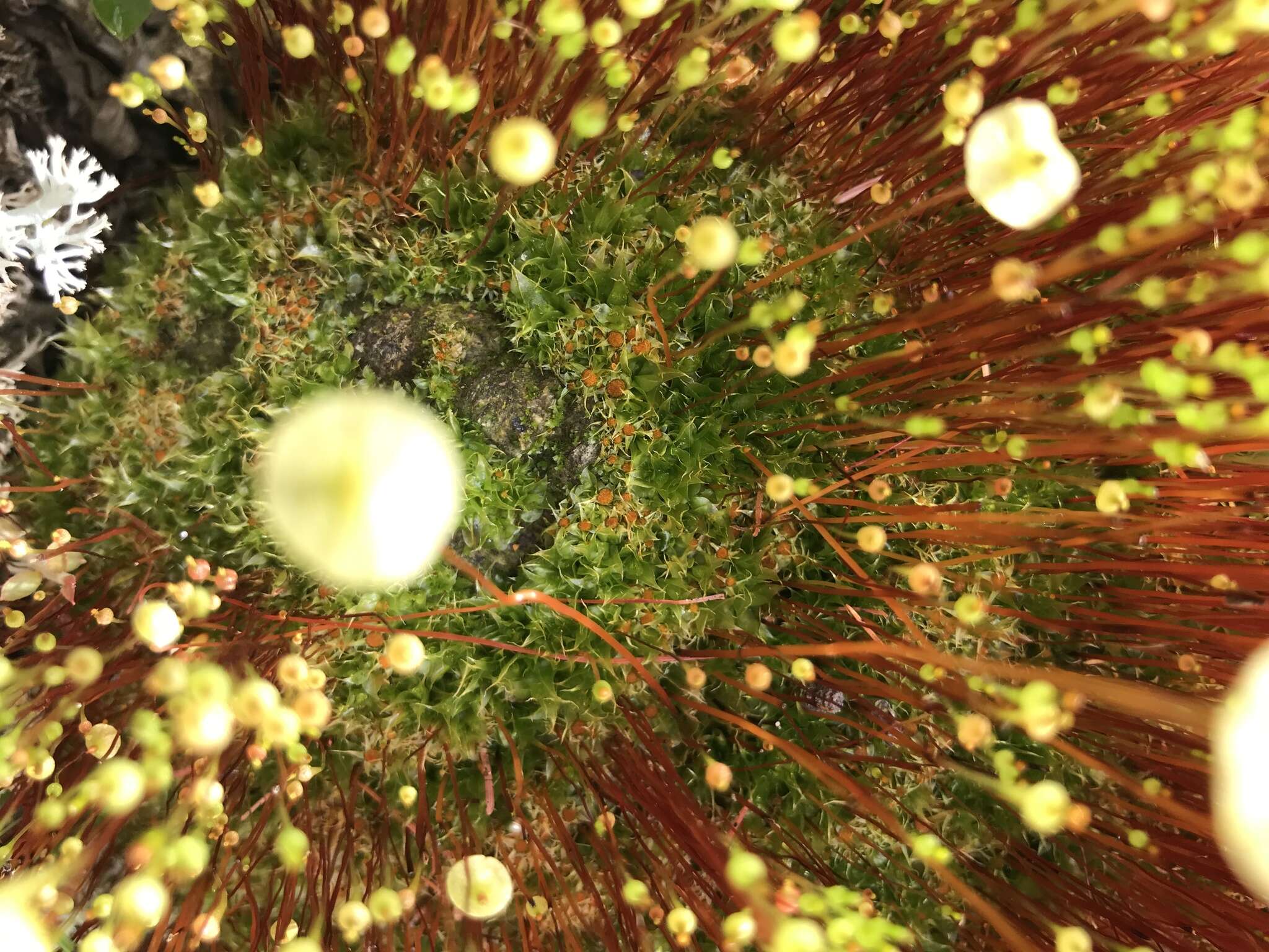 Image of yellow moosedung moss