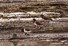 Image of Chatham Island Pied Oystercatcher