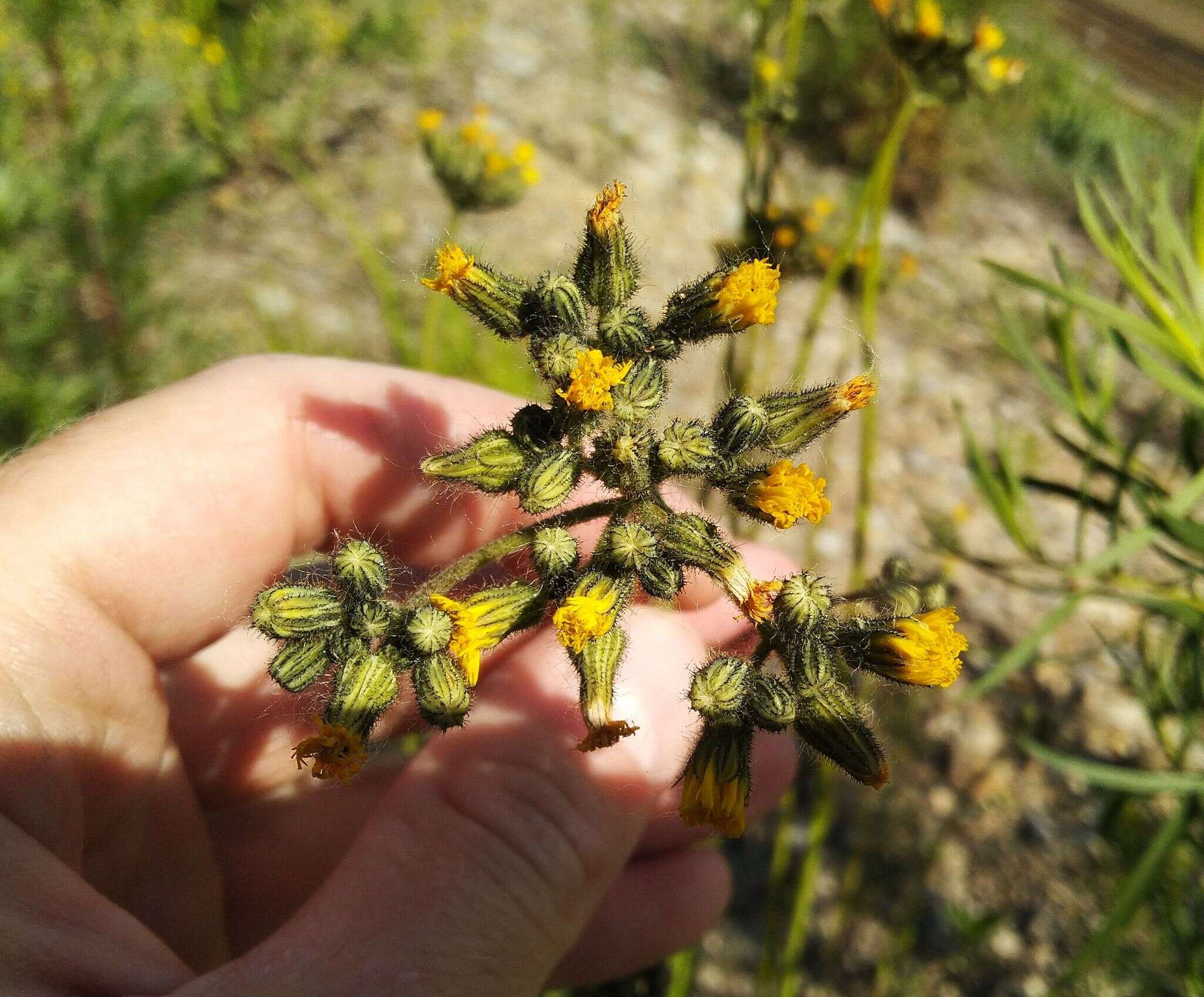 Image of Pilosella novosibirskensis N. N. Tupitsyna