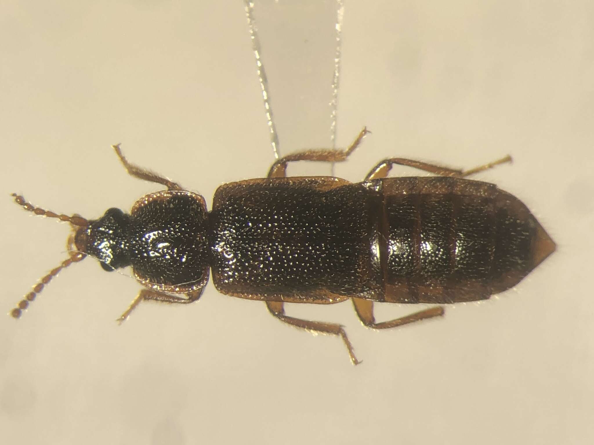 Image of Acidota subcarinata Erichson 1840