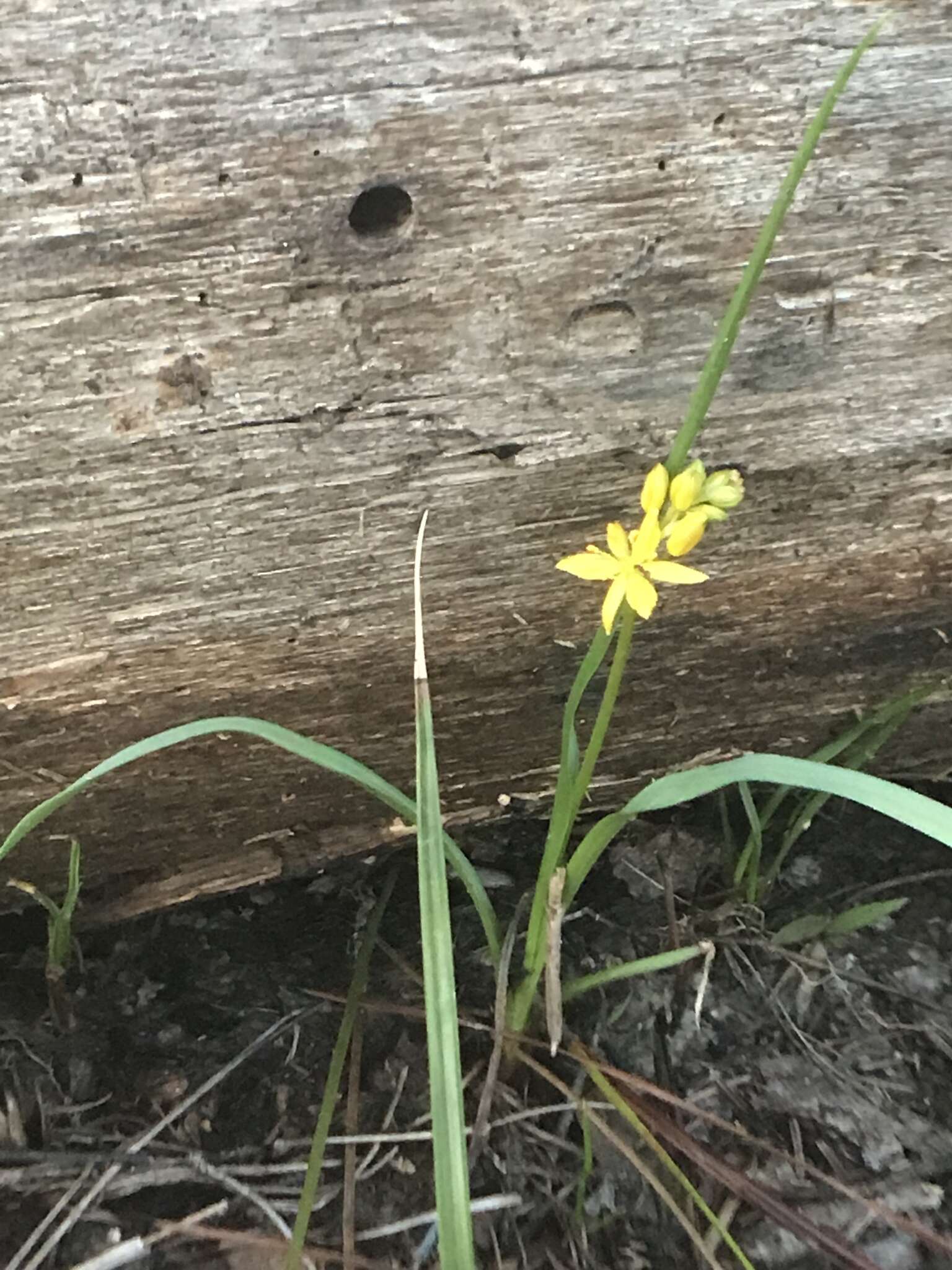 Image of yellow sunnybell