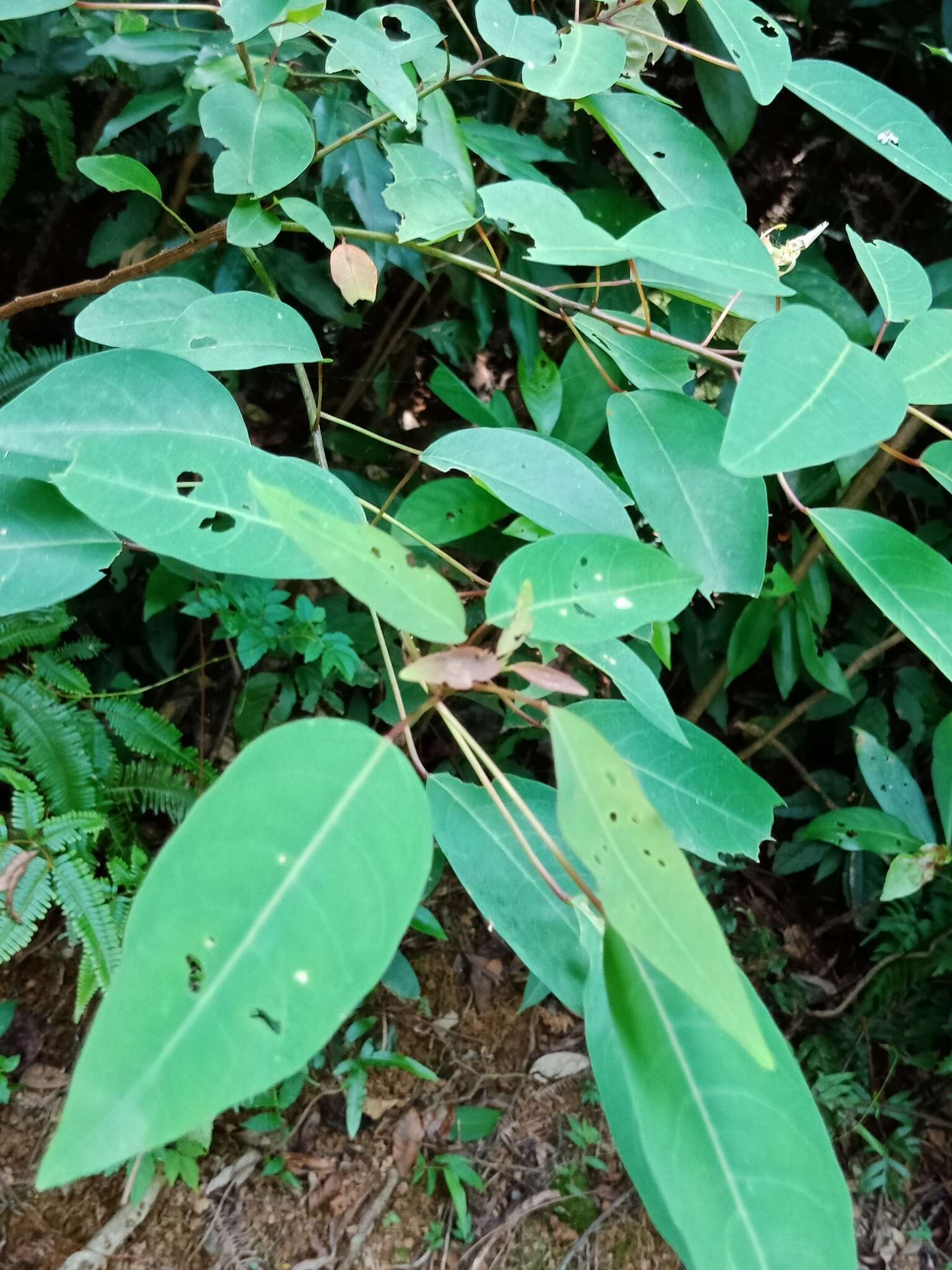 Image of Triadica cochinchinensis Lour.