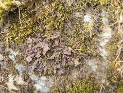 Image of Powdery kidney lichen