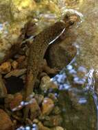 Image of Seal Salamander