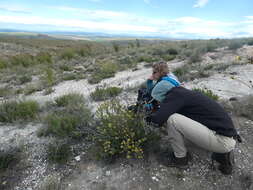 Plancia ëd Leucadendron coriaceum Philipps & Hutchinson