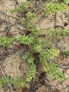 Image of Senecio platensis Arechav.