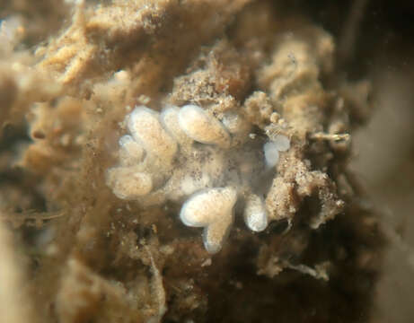 Image of Tenellia A. Costa 1866