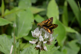 Image of Potanthus flava Murray 1875