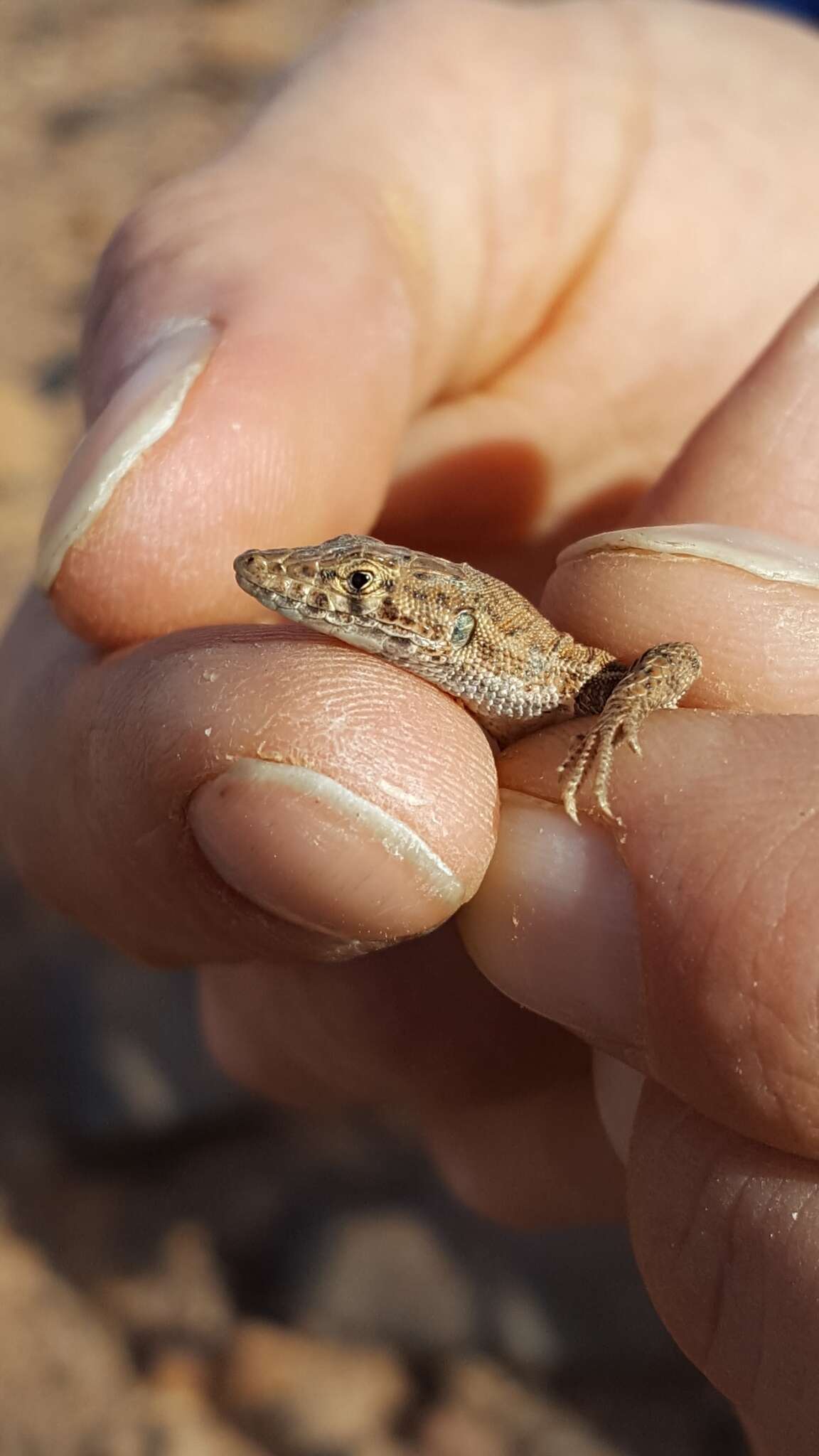 Image of Small-spotted lizard