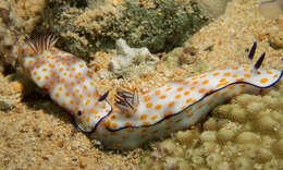 Sivun Hypselodoris pulchella (Rüppell & Leuckart 1830) kuva