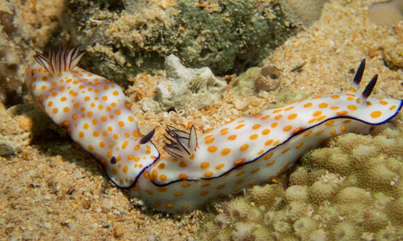 Image de Hypselodoris pulchella (Rüppell & Leuckart 1830)