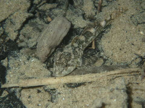 Image of Hérault sculpin