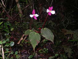 Image of Begonia betsimisaraka Humbert