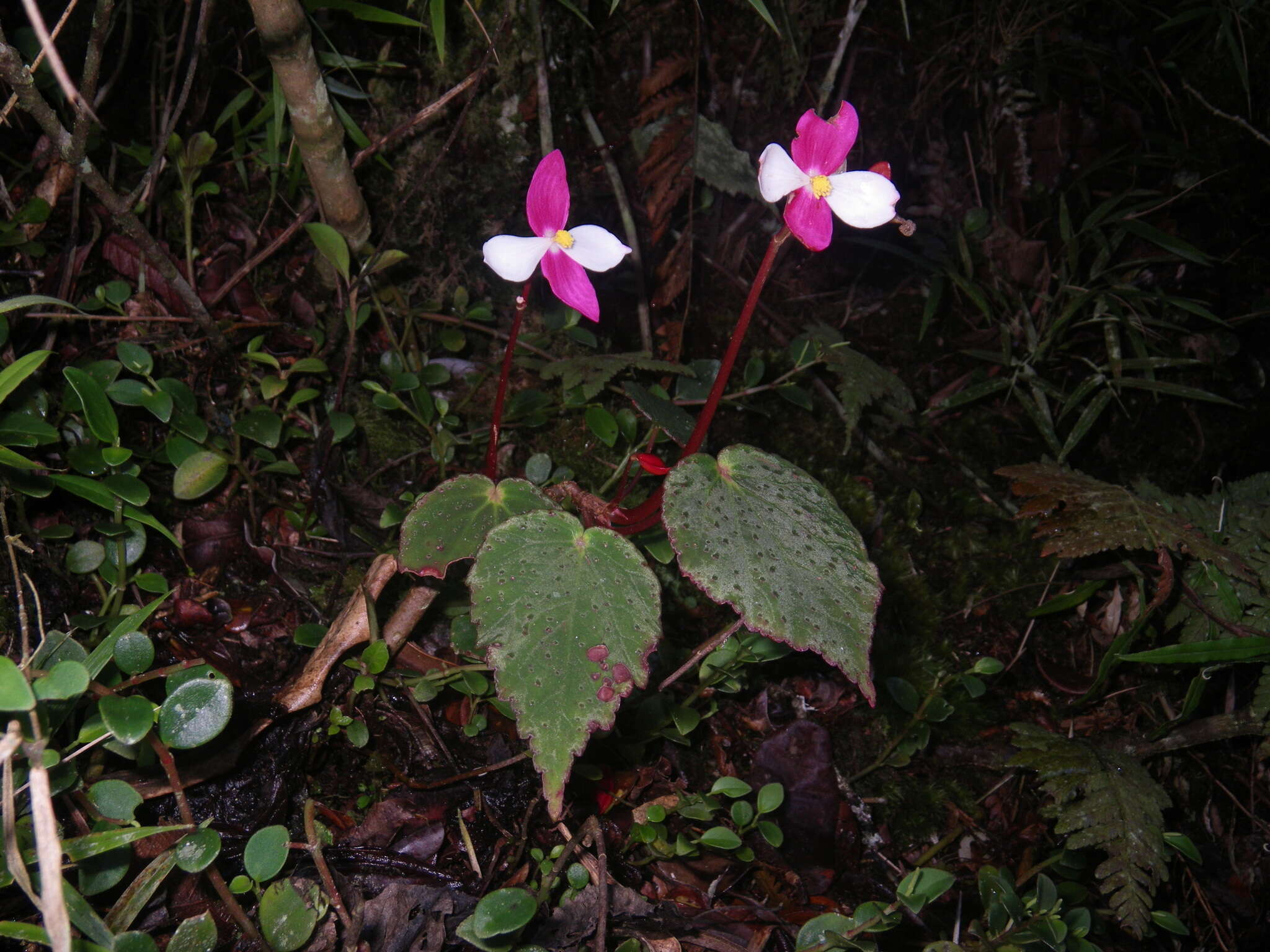 Image of Begonia betsimisaraka Humbert