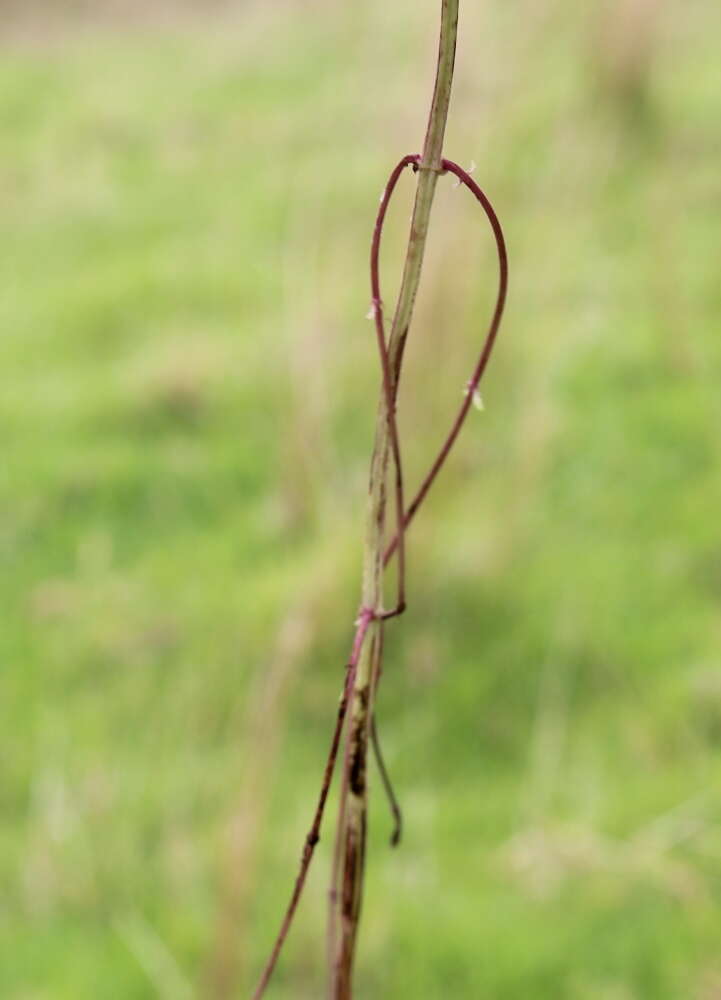 Image of Bugleweed