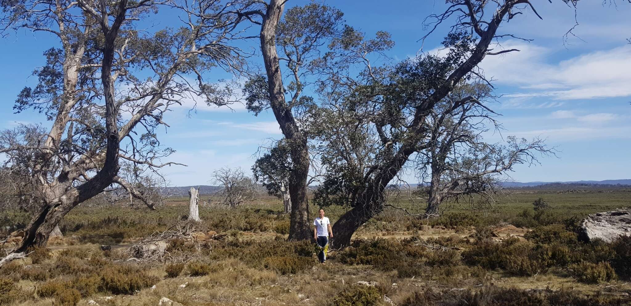 Image of cider gum