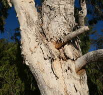 Image de Melaleuca leucadendra (L.) L.