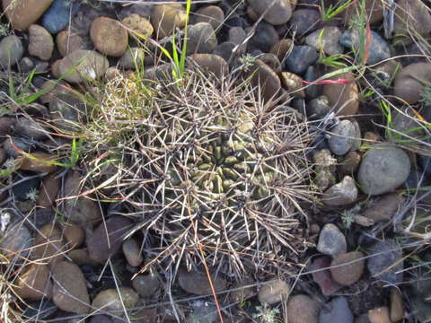 Image of Gymnocalycium gibbosum (Haw.) Pfeiff. ex Mittler