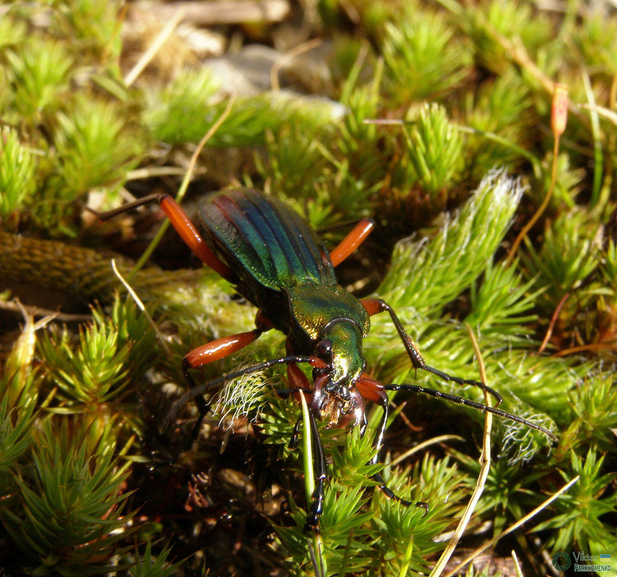 Carabus (Chrysocarabus) auronitens escheri Palliardi 1825 resmi