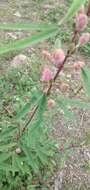 Image of <i>Mimosa polycarpa</i> var. <i>subandina</i>