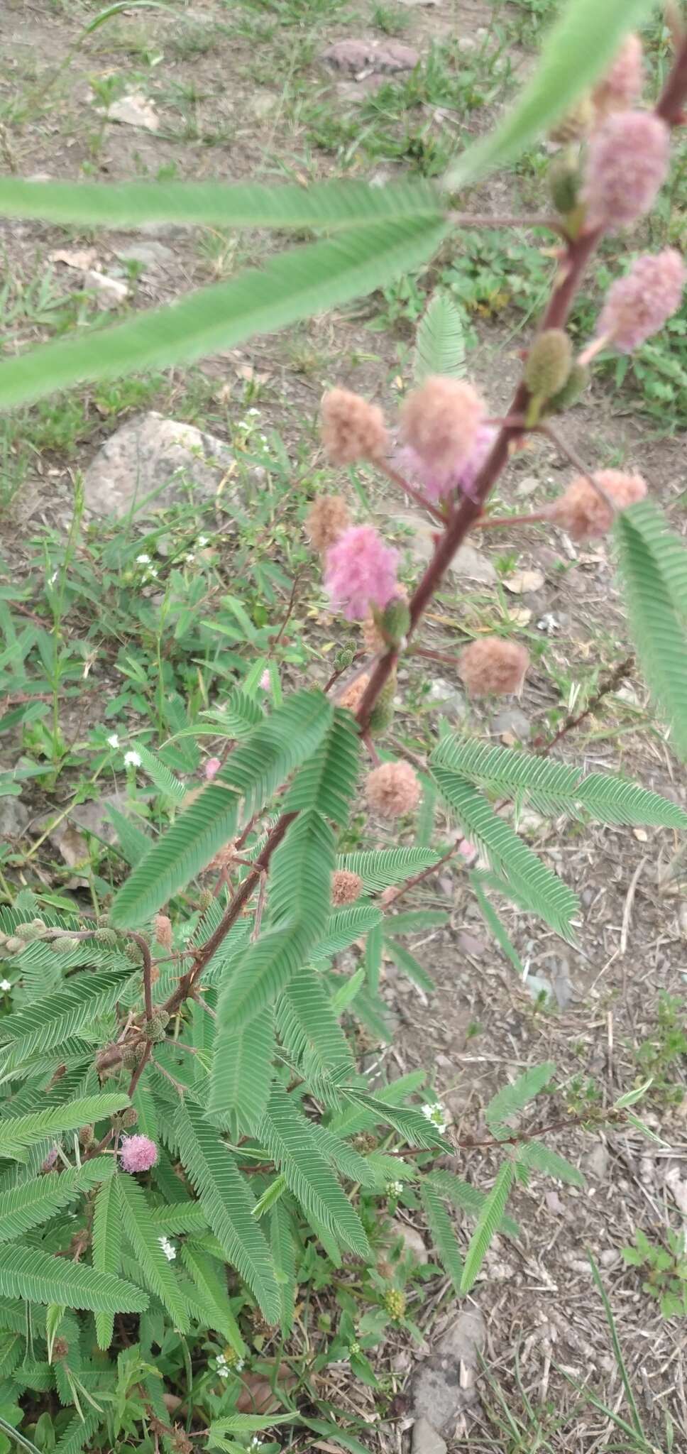 Plancia ëd <i>Mimosa polycarpa</i> var. <i>subandina</i>