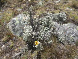 Image of Senecio hohenackeri Sch. Bip.